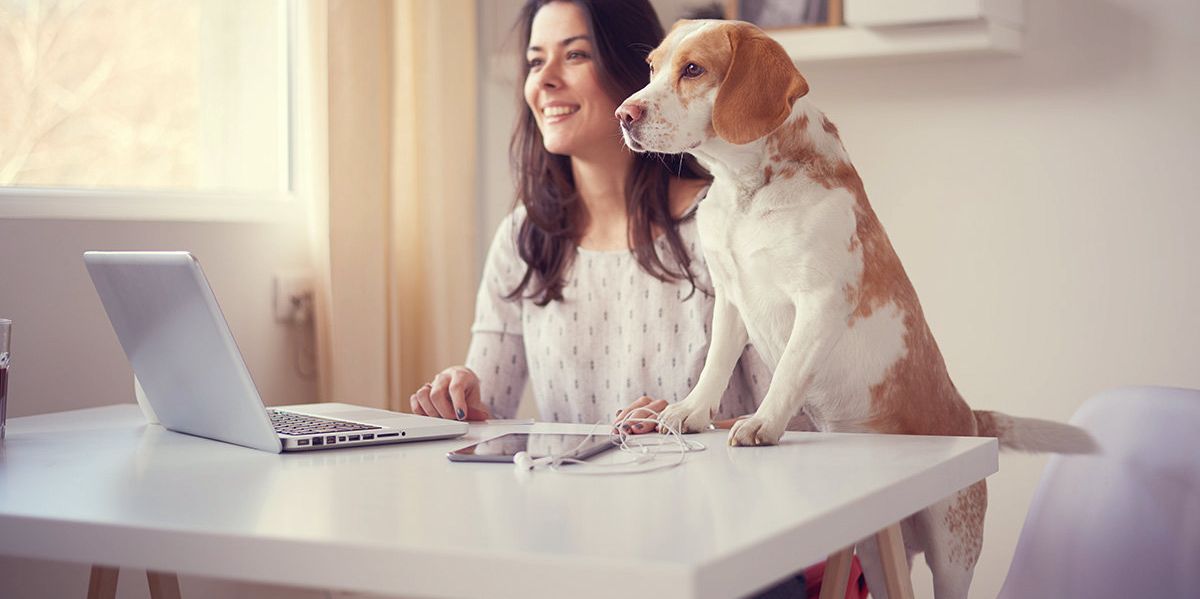 Hund im Büro: Frau arbeitet mit ihrem Hund an der Seite