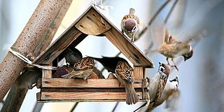 Vögel im Vogelhaus warten auf Fütterung