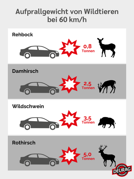 Infografik zum Aufprall von Wildtieren bei 60 kmh