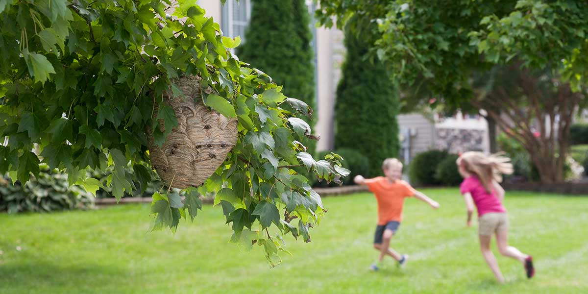 Wespennest entfernen Wespennest im Baum, Kinder spielen im Garten