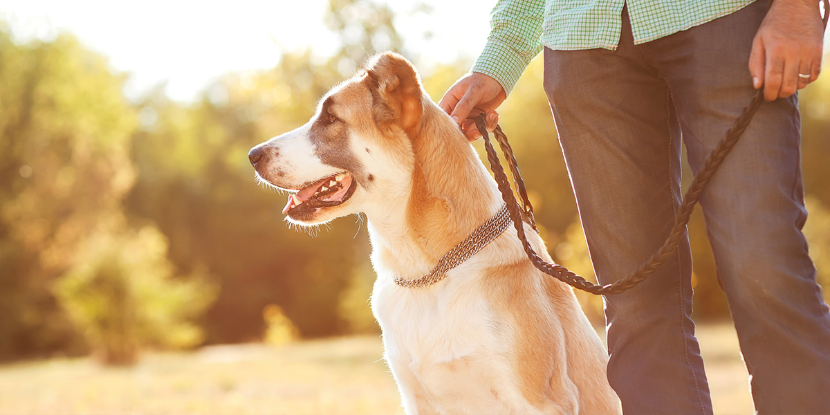 Leinenpflicht für Hunde Hund an der Leine