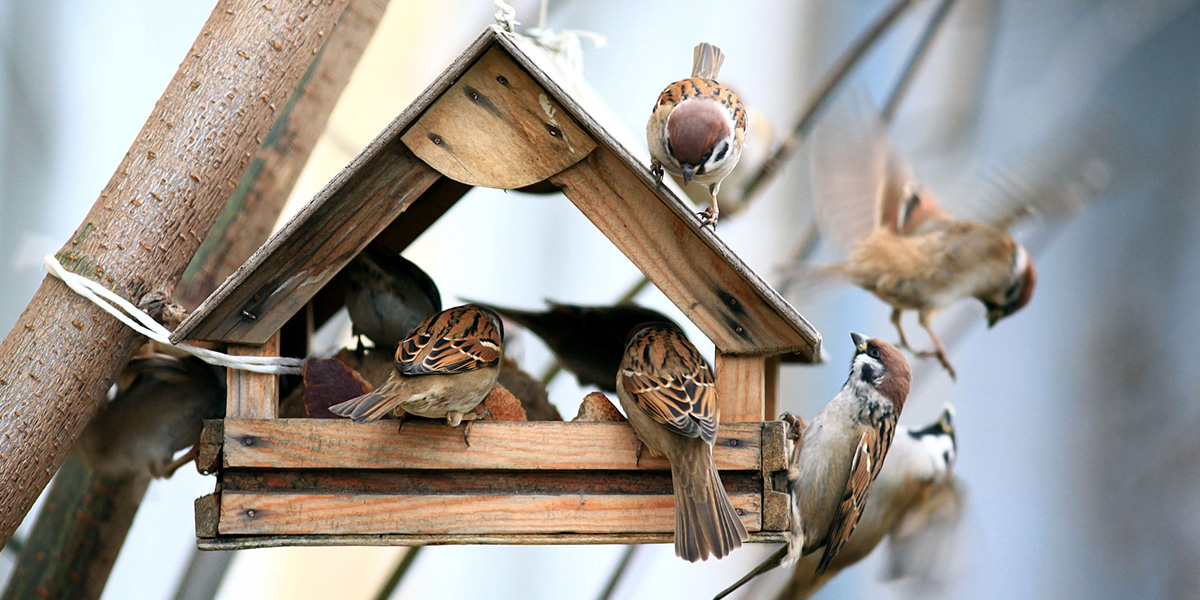 Vögel im Vogelhaus warten auf Fütterung