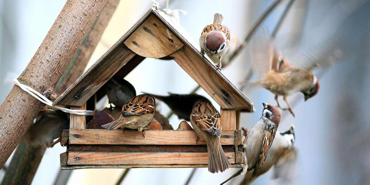 Vögel füttern im Garten? Vögel im Vogelhaus warten auf Fütterung